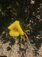Calochortus concolor