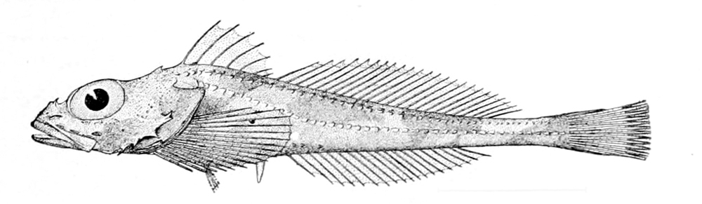 Blacknose Sculpin