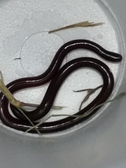 Indotyphlops braminus