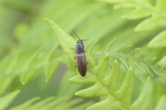 Agriotes quebecensis