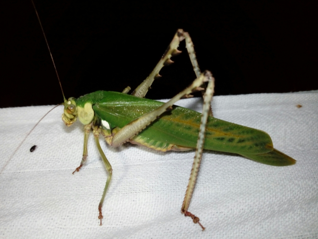 Vellea mexicana