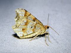 Macaria notata