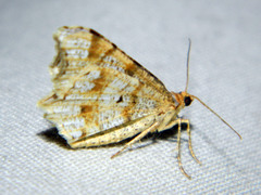 Macaria notata