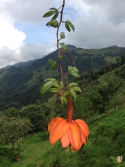 Passiflora parritae, photograph (c) John Ocampo, some rights reserved (CC BY)