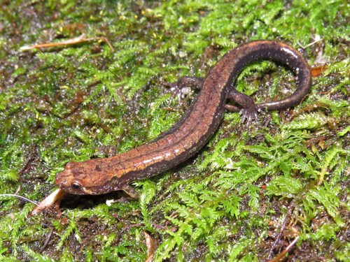 Blue Ridge Dusky Salamander
