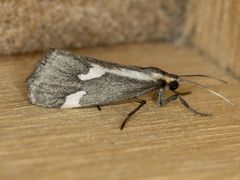 Cisthene liberomacula