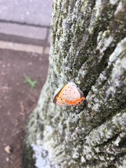 Lycaena phlaeas daimio