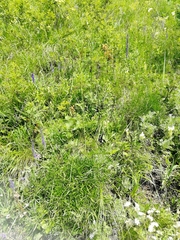 Peucedanum morisonii