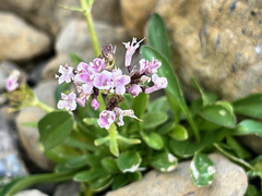 Valeriana apula, photograph (c) Fabien Anthelme, some rights reserved (CC BY-SA)