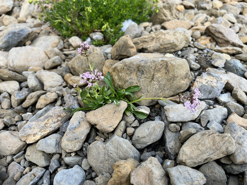 Valeriana apula, photograph 4