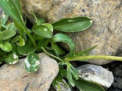 Valeriana apula, photograph (c) Fabien Anthelme, some rights reserved (CC BY-SA)