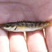 Nine-spined Stickleback - Photo (c) Cody Hough, some rights reserved (CC BY-NC-SA)