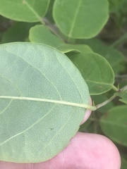 Desmodium laevigatum