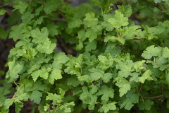 Ribes montigenum