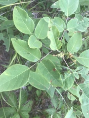 Desmodium laevigatum