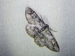 Iridopsis larvaria