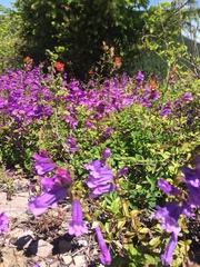 Penstemon davidsonii