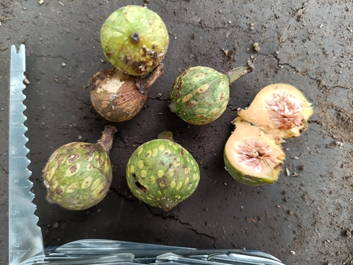 Ficus insipida (Ficus insipida)