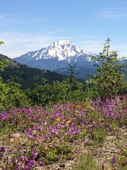 Penstemon davidsonii