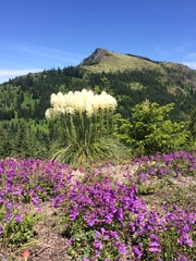 Penstemon davidsonii