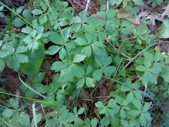 Anemonoides quinquefolia