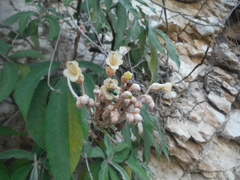 Rhytidophyllum leucomallon