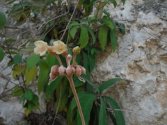 Rhytidophyllum leucomallon