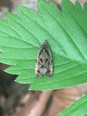 Olethreutes tilianum