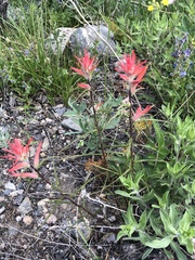 Castilleja linariifolia