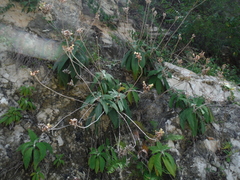 Rhytidophyllum leucomallon