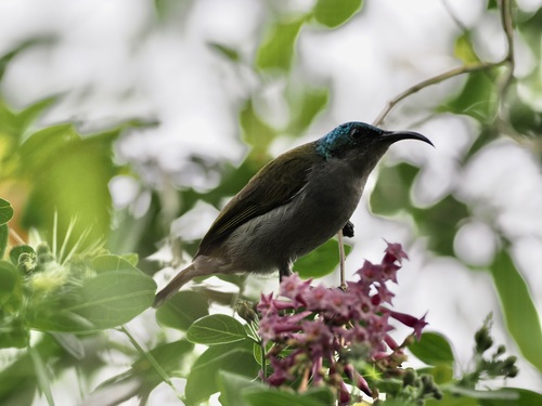 Green-headed Sunbird (Cyanomitra verticalis), photo 7