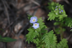 Polemonium pulcherrimum delicatum
