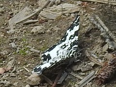 Rheumaptera hastata