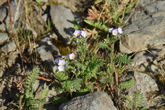 Polemonium pulcherrimum delicatum