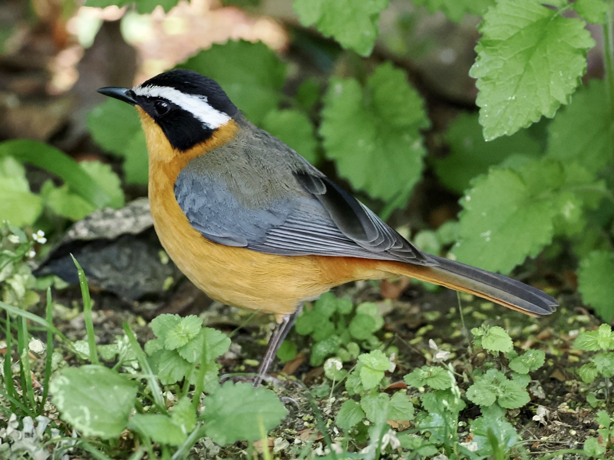 Rüppell's Robin-Chat (Cossypha semirufa), photo 5