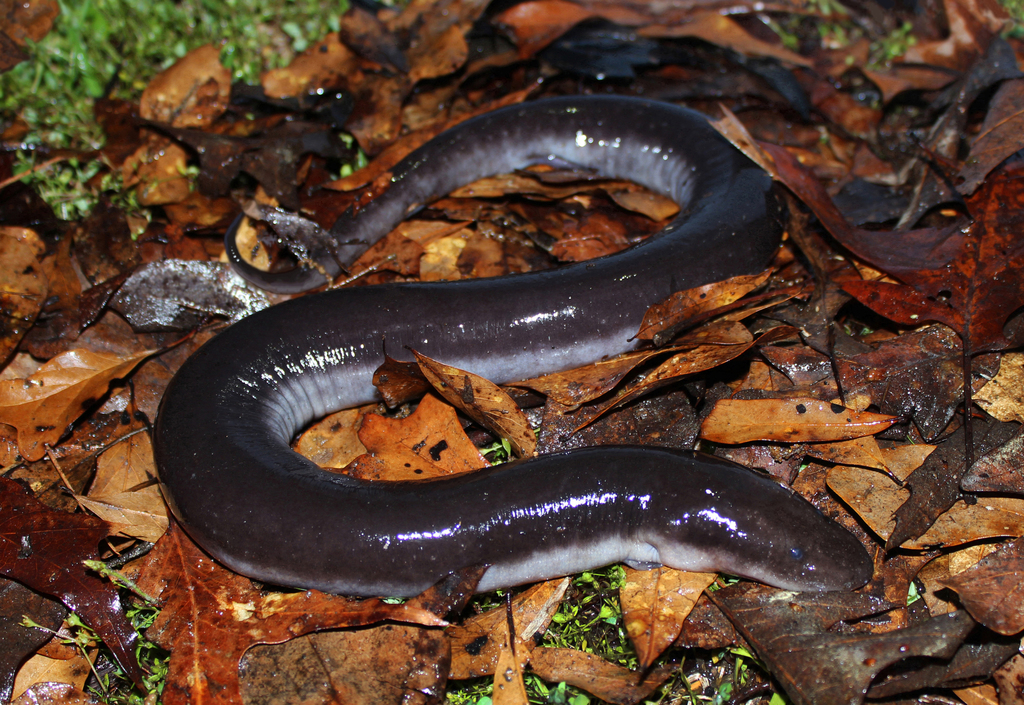 reptiles and amphibians in louisiana