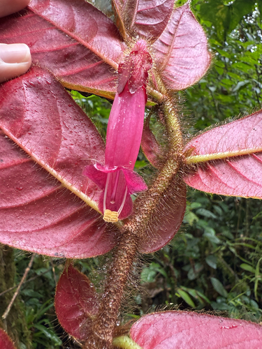 Columnea ciliata