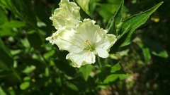 Epilobium luteum