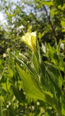 Epilobium luteum