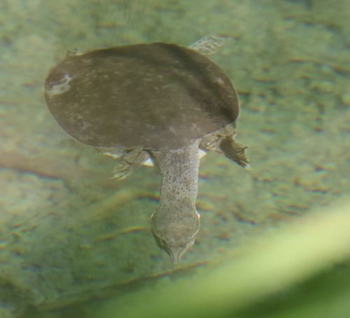 iNaturalist observation 2024-09-26