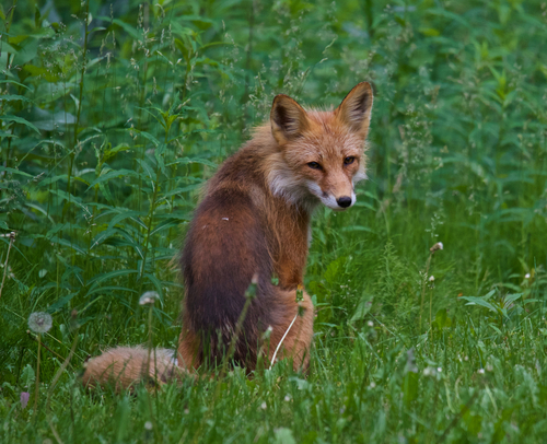 Red Fox photographed in Alaska