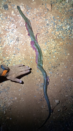 Mulga Snake sighting