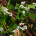 Common Buckwheat - Photo (c) Chuangzao, some rights reserved (CC BY-NC), uploaded by Chuangzao