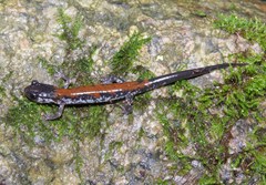 Plethodon yonahlossee