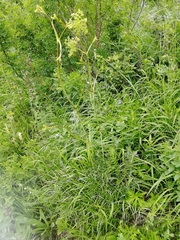 Peucedanum morisonii