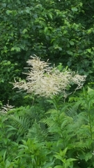 Aruncus
