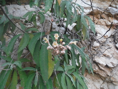 Rhytidophyllum leucomallon