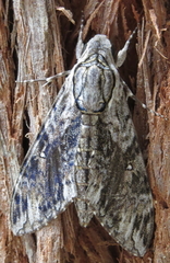 Agrius godarti