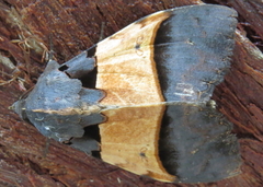 Serrodes mediopallens