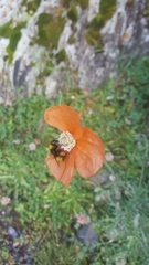 Papaver fugax